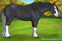 Horse Color:Black Splash