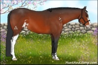 Horse Color:Bay Sabino 