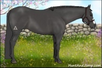 Horse Color:Smoky Black