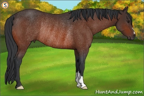 Horse Color:Bay Rabicano 
