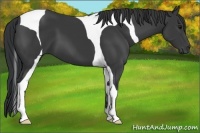 Horse Color:Black Tobiano 