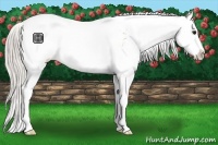 Horse Color:Silver Grullo Sabino 