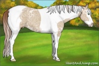 Horse Color:Amber Cream Champagne Ice Splash Tobiano Varnish 