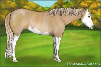 Horse Color:Red Dun Splash Rabicano