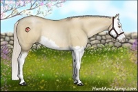 Horse Color:Silver Grullo Pearl Sabino Splash Rabicano