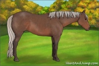 Horse Color:Silver Black Sabino Rabicano