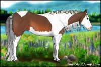 Horse Color:Bay Splash Tobiano 