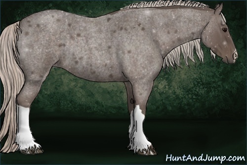 Horse Color:Silver Blue Roan Rabicano 