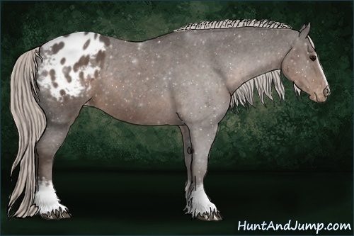 Horse Color:White Spotted Silver Black Appaloosa Rabicano
