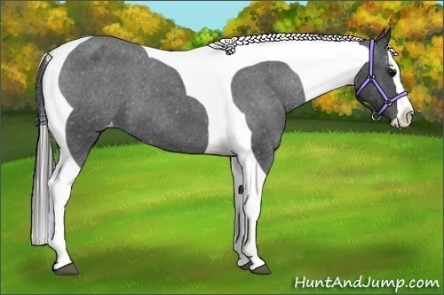 Horse Color:Blue Roan Splash Tobiano Appaloosa
