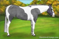 Horse Color:Blue Roan Splash Tobiano Appaloosa