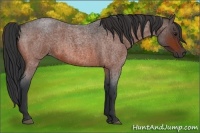 Horse Color:Bay Roan