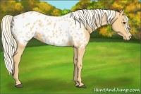 Horse Color:Palomino Appaloosa 