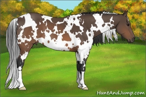 Horse Color:White Spotted Brown 