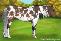 Horse Color:White Spotted Brown 