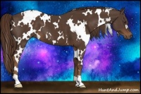 Horse Color:White Spotted Liver Chestnut