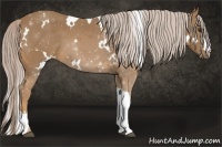 Horse Color:White Spotted Palomino
