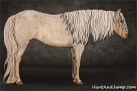 Horse Color:Palomino Roan 