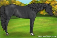 Horse Color:Black Rabicano 