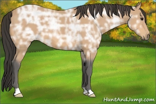Horse Color:Buckskin Ice 
