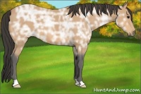 Horse Color:Buckskin Ice 