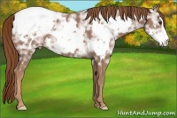 Horse Color:White Spotted Chestnut Ice Frame Appaloosa