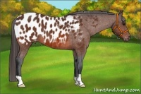 Horse Color:Bay Appaloosa