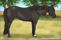 Horse Color:Liver Chestnut Sabino