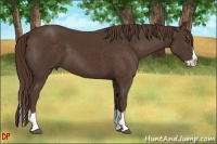 Horse Color:Liver Chestnut Sabino Splash 