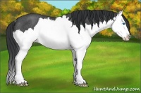Horse Color:Blue Roan Splash Rabicano