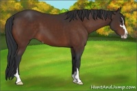 Horse Color:Bay Sabino 