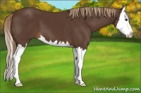 Horse Color:Liver Chestnut Sabino Splash
