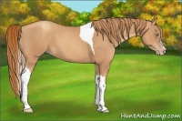 Horse Color:Gold Champagne Sabino Tobiano