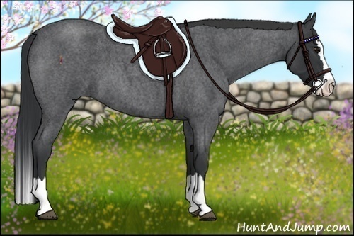 Horse Color:Blue Roan Splash 