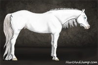 Horse Color:Chocolate Palomino Pearl Sabino Varnish Rabicano