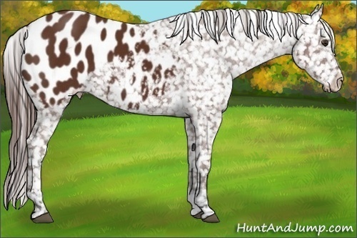 Horse Color:Bay Appaloosa 