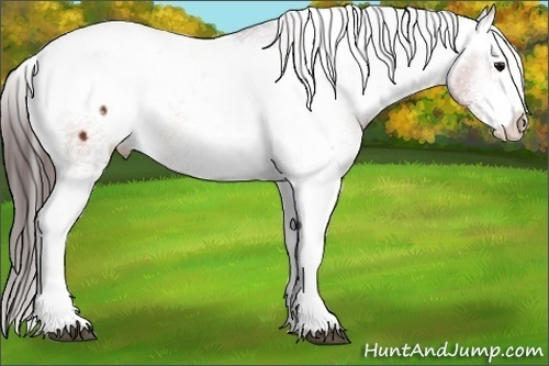 Horse Color:White Spotted Brown Appaloosa 
