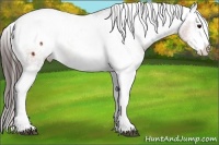 Horse Color:White Spotted Brown Appaloosa