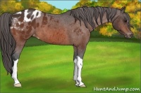 Horse Color:Bay Appaloosa