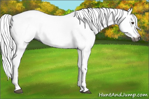 Horse Color:Gray Chestnut Splash