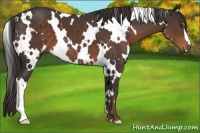 Horse Color:White Spotted Liver Chestnut