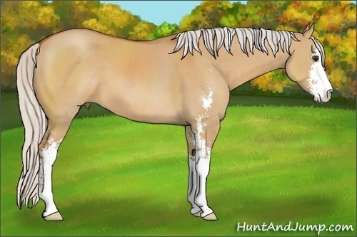 Horse Color:Silver Bay Dun Sabino 