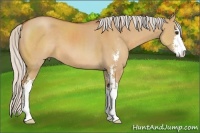 Horse Color:Silver Bay Dun Sabino