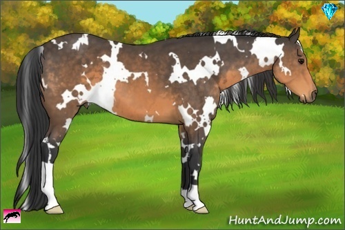 Horse Color:White Spotted Buckskin 