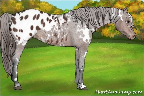 Horse Color:White Spotted Brown Appaloosa Rabicano 