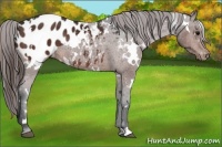 Horse Color:White Spotted Brown Appaloosa Rabicano 
