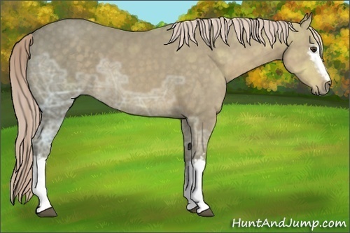 Horse Color:White Spotted Chocolate Palomino Ice