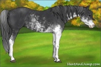 Horse Color:Black Sabino