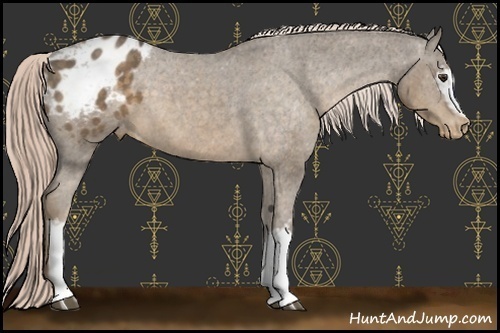 Horse Color:White Spotted Chocolate Palomino Appaloosa 