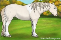 Horse Color:Perlino Roan Tobiano 